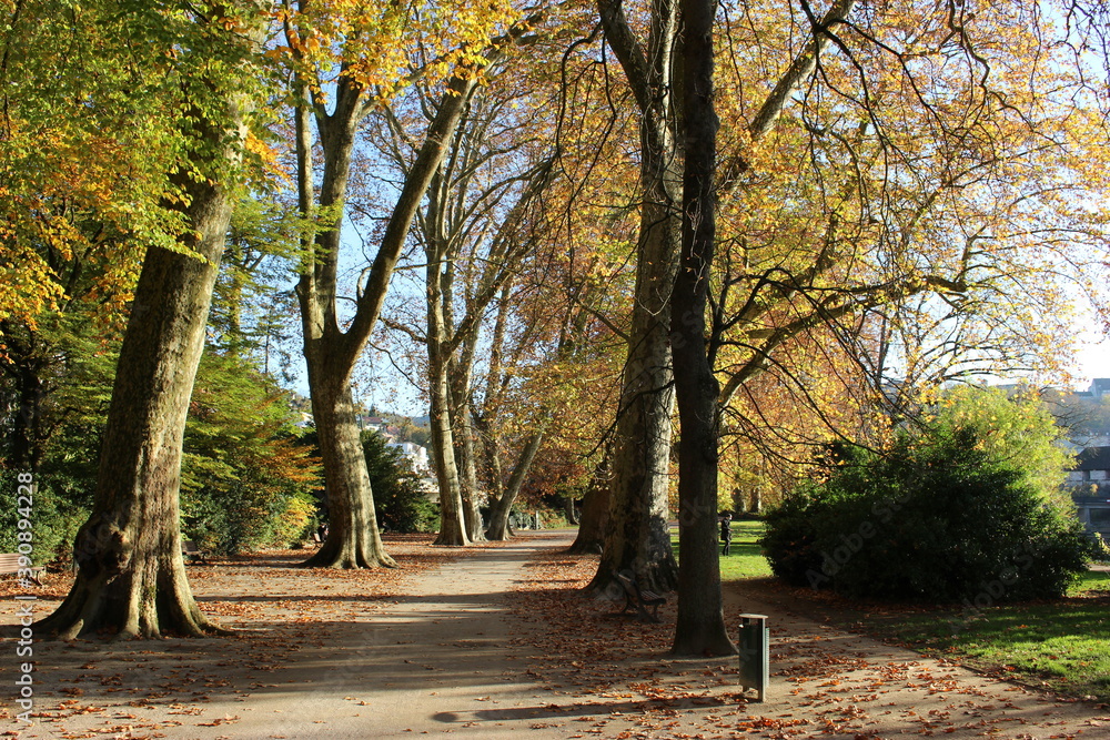 Fototapeta premium Platanes du parc Micaud en automne (Besançon) 1