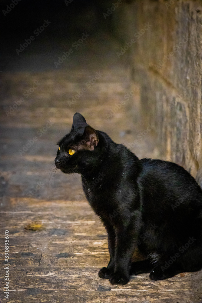 wild cats resting in the hot streets of historic Jerusalem
wild cats resting in the hot streets of historic Jerusalem
