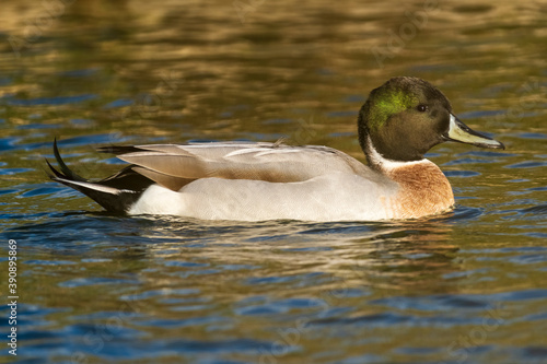 Mallard Northern Pintail hybrid Anas platyrhynchos x acuta Costa Ballena Cadiz