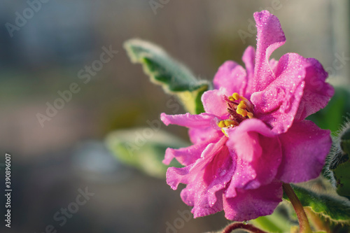 African violet with water drops. Photo of petals of blooming African violet with dew drops. Macro photo