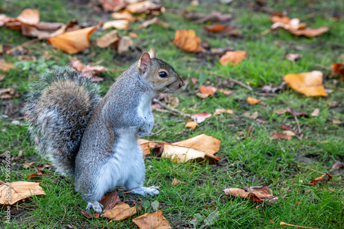 A Grey Squirrel in Fall