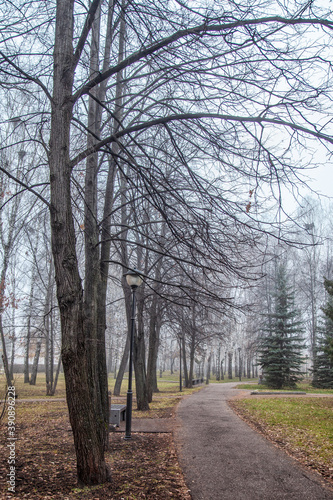 Late autumn in the city. Fog, alley, trees without leaves. Graphics of branches.