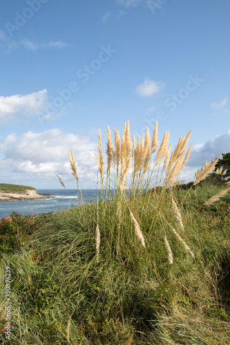 Santa Marina Island and Grass, Loredo Cliff; Santander