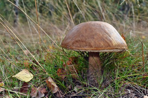 Leccinum scabrum mushroom