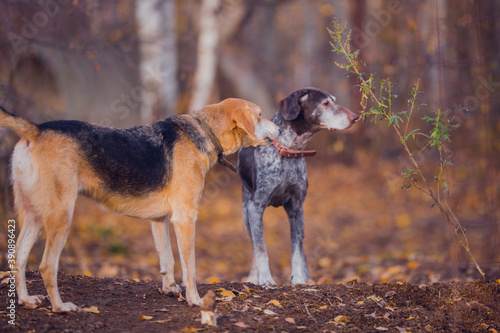 Fototapeta Naklejka Na Ścianę i Meble -  Beautiful hunting dog walks in the golden forest in November on a beautiful sunny day