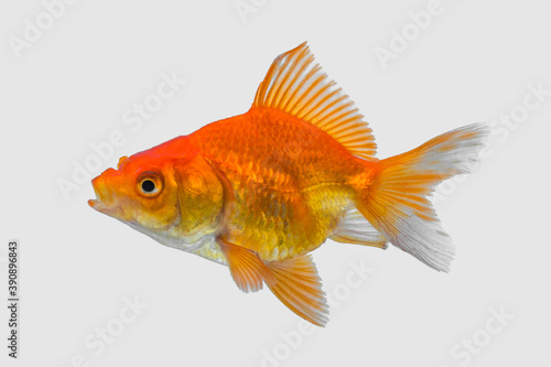 the goldfish on white background