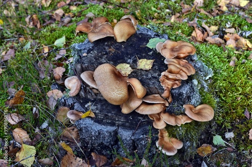 Mushroom panus conchatus lentinus