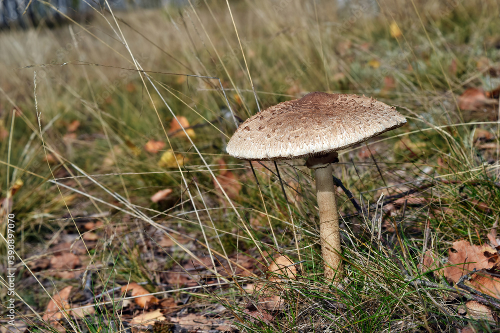 One edible parasol mushroom is growing in the forest One edible parasol mushroom is growing in the forest