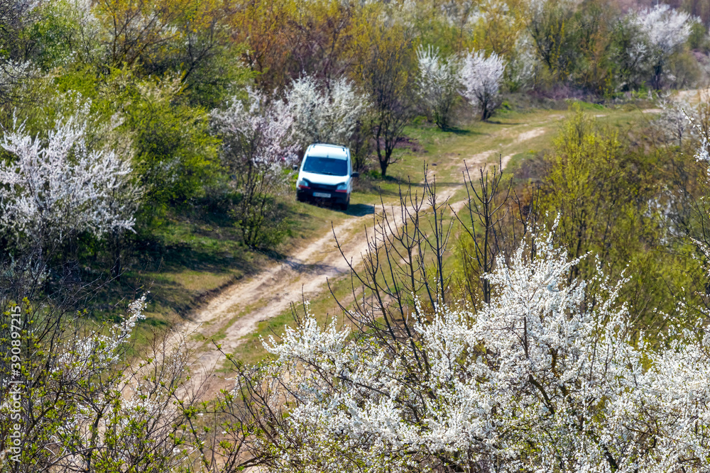 Car on a dirt road in the garden near the flowering trees Car on a dirt road in the garden near the flowering trees