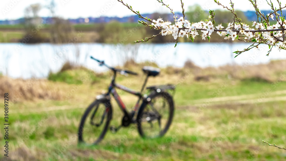 Cherry branch with flowers near the bike on the river