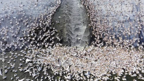 Migrating Pelicans mega pod during an alternative feed of unmarketable Fish in a large water reservoir, in an attempt to keep them away from commercial fish pools. photo