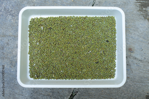 Top view of mung beans on a white rectangular container photo