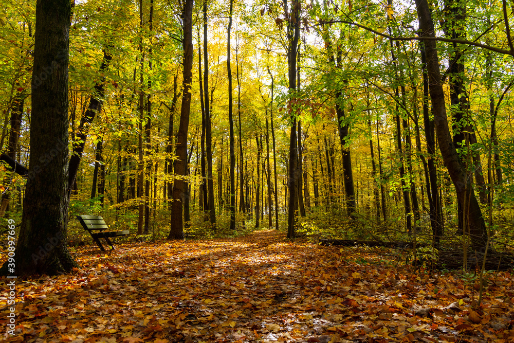 Colorful autumn leaves cover a hiking trail at Potato Creek State Park in North Liberty, Indiana