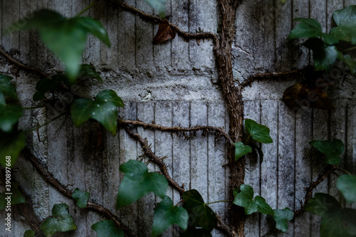 Wallpaper Mural plant called ivy that climbs up a brick wall in a gloomy and dark fores Torontodigital.ca