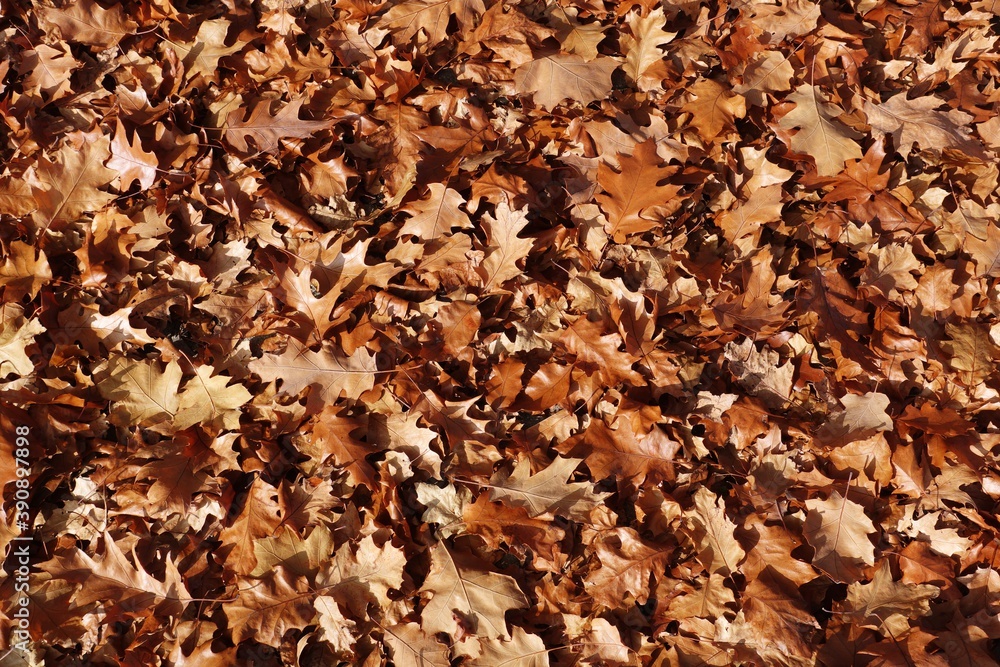 autumn background of fallen leaves on the ground. Background of dry autumn brown leaves autumn background of fallen leaves on the ground. Background of dry autumn brown leaves