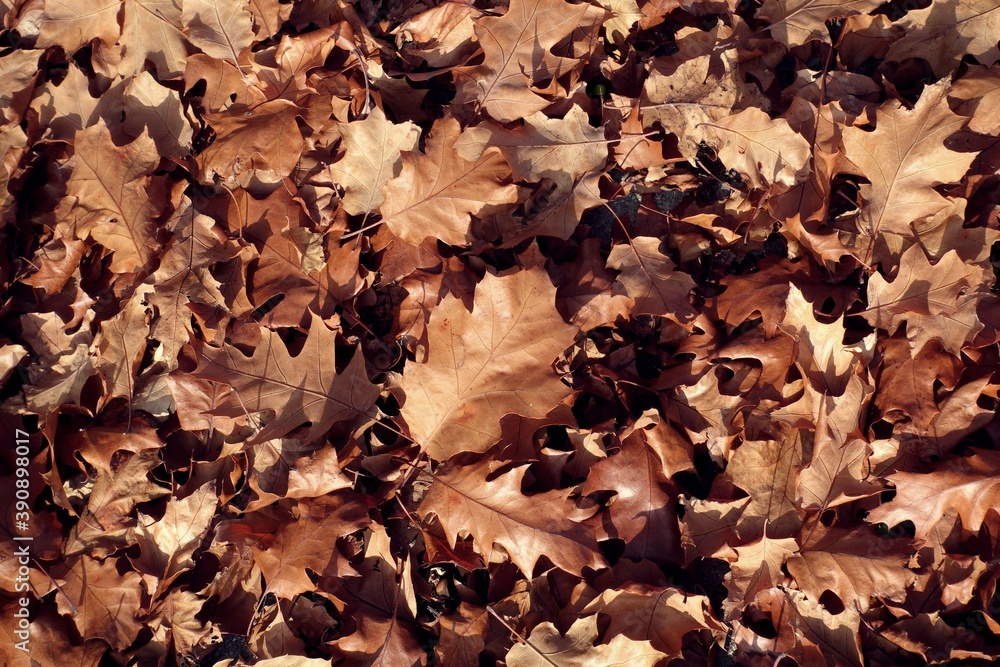 autumn background of fallen leaves on the ground. Background of dry autumn brown leaves autumn background of fallen leaves on the ground. Background of dry autumn brown leaves