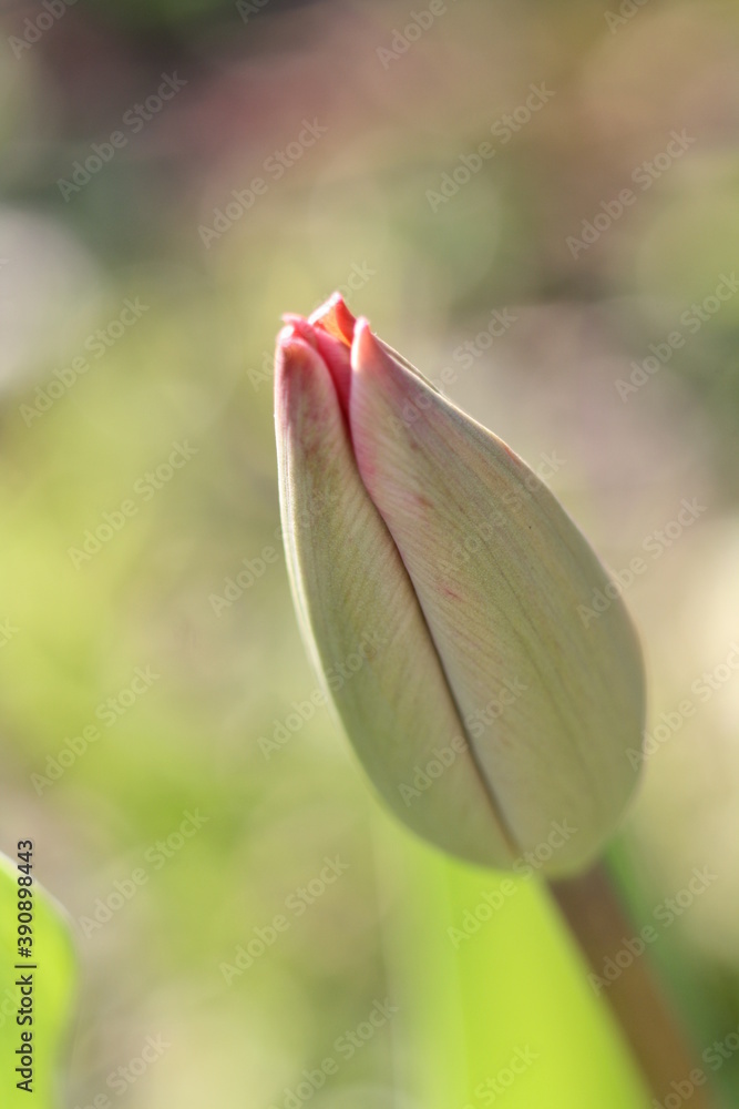 Obraz premium Bourgeon