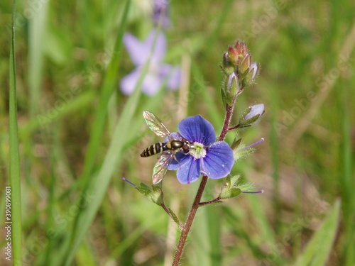 bee on a flower