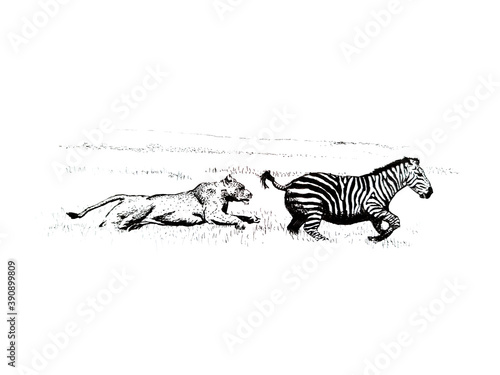 Lion hunting a Zebra