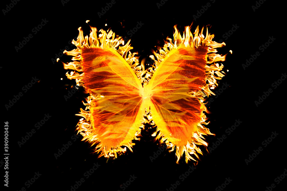 Fotografie beautiful fire butterfly isolated on black background