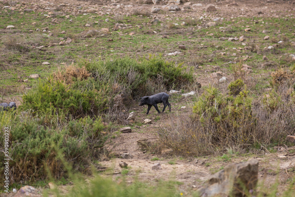 A pig walks near a forest A pig walks near a forest
