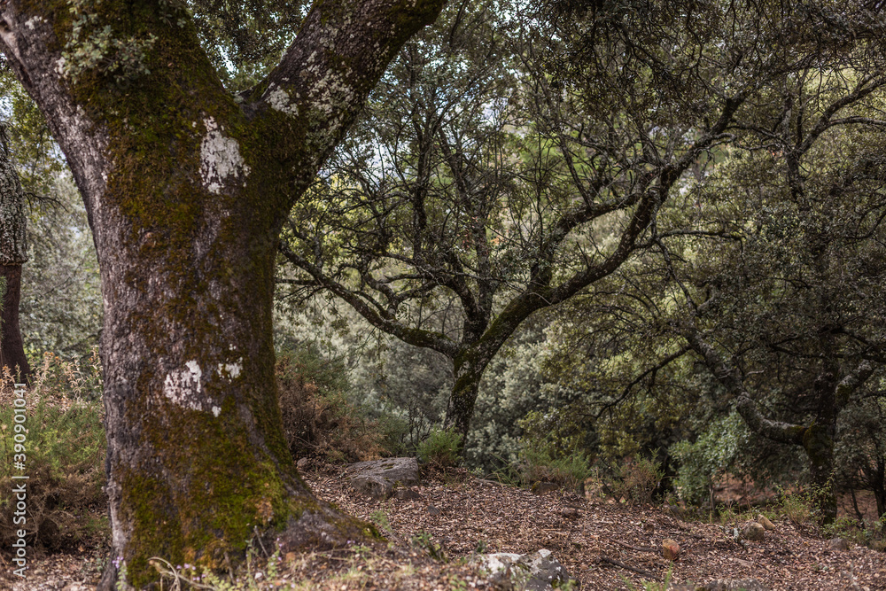 Some trees in a forest in autumn