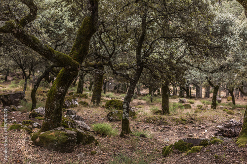 Some trees in a forest in autumn