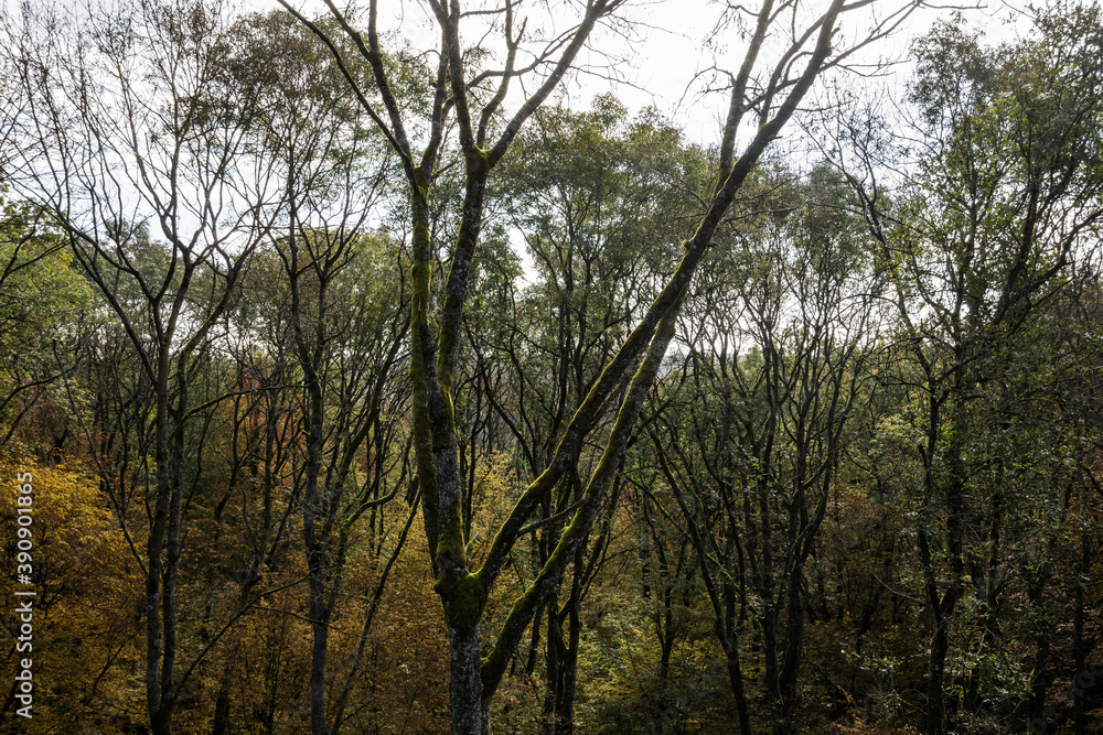 Obraz premium Forrest