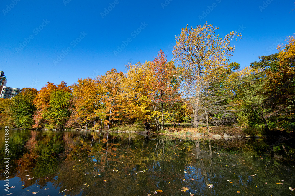 Trees reflect off the Pool in Central Park, New York City Trees reflect off the Pool in Central Park, New York City