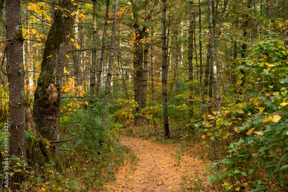 Obraz premium Hiking Trail