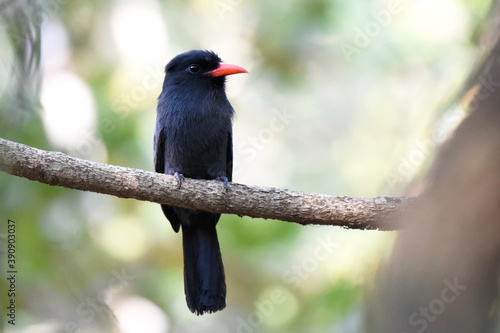 Black-fronted Nunbird (Monasa nigrifrons) perching on branch photo