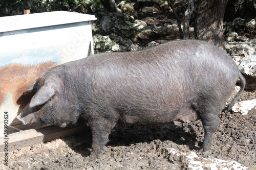 Fotografie porcino de raza iberica