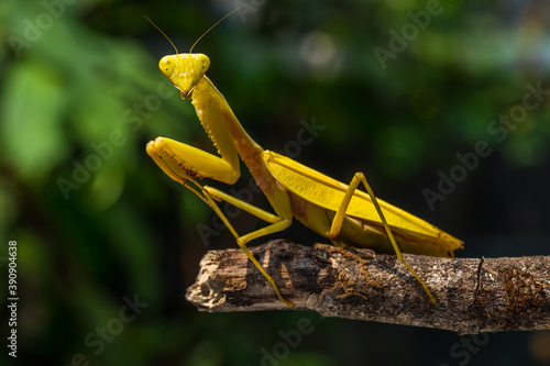 the golden praying mantis 