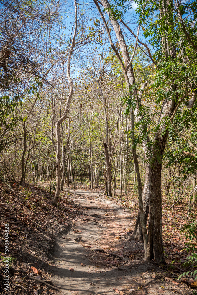 Sendero en el Parque Nacional El Cubano en Topes de Collantes Cuba Sendero en el Parque Nacional El Cubano en Topes de Collantes Cuba