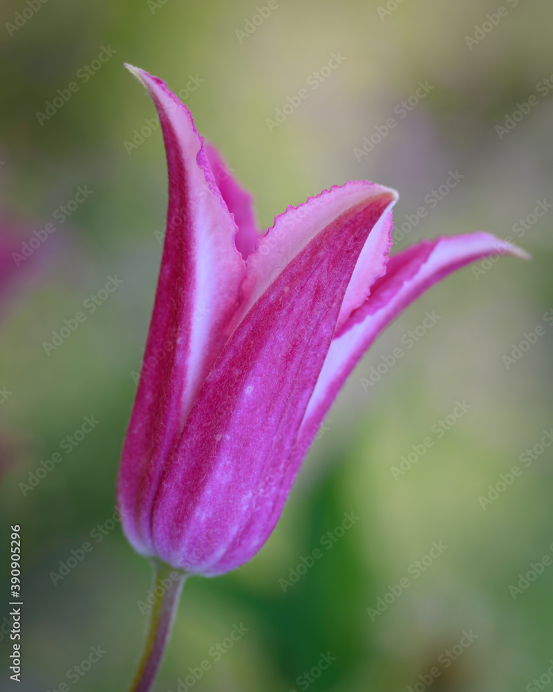 Fototapeta premium close up of a pink flower