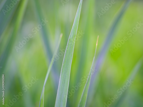 green grass background