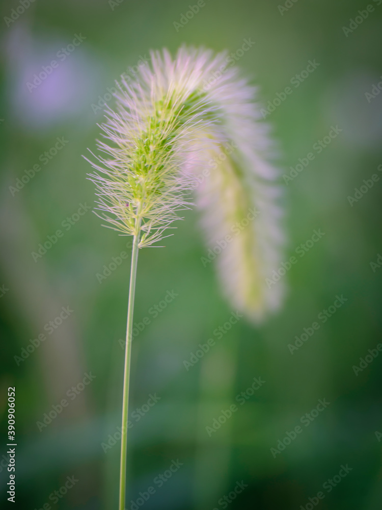 dandelion seed head