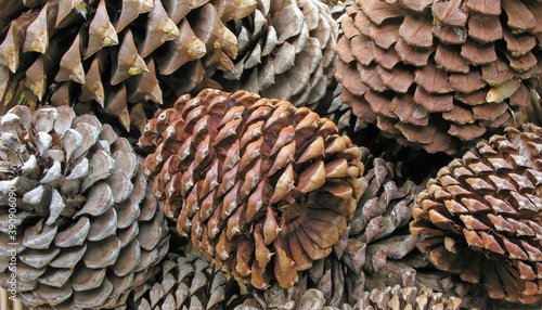 Pine Cones Closeup - A macro image of several pine cones