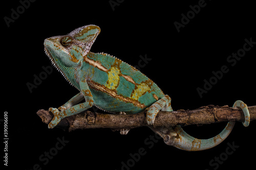 The veiled chameleon or Chamaeleo calyptratus