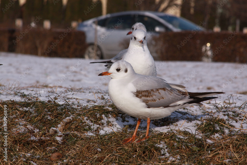 Black-headed gulls in winter on river bank on snow Black-headed gulls in winter on river bank on snow