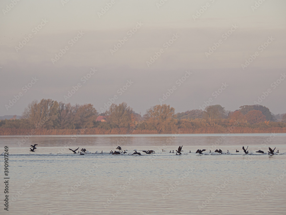 on  large lake there are many cormorants looking for food