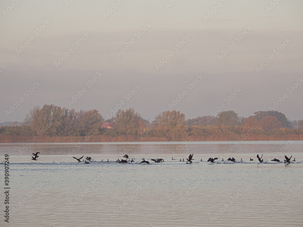 on large lake there are many cormorants looking for food on large lake there are many cormorants looking for food