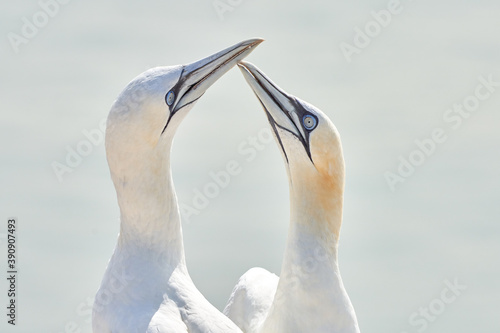 In soft light, two Northern Gannets heads welcome after landing