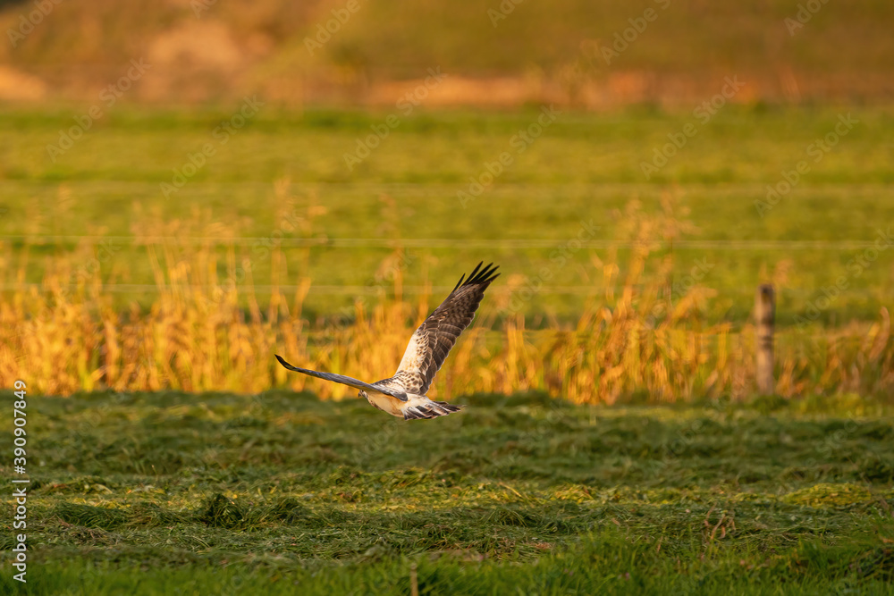 Falcon bird of prey flies over a meadow in the golden autumn light Falcon bird of prey flies over a meadow in the golden autumn light