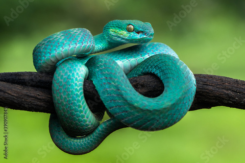 the blue insularis pit viper snake