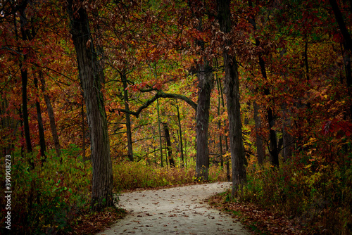 Colorful Autumn Woods