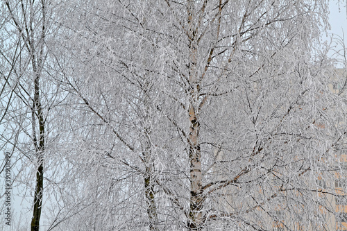 frosty winter morning in a wood plastered with rime, russian winter with birch branch