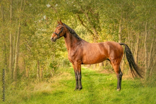 A brown horse on a forest trail in the autumn evening sun