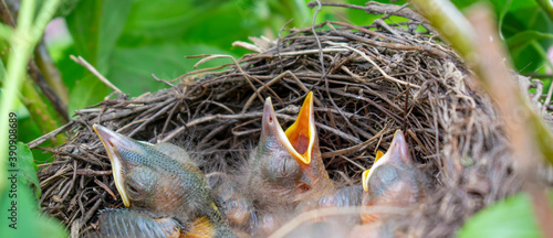 Bird nest with young birds - Eurasian Blackbird. 