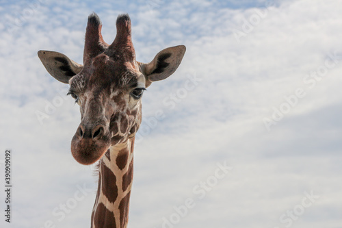 Beautiful African Giraffe in zoo park in a sunny day looking at the camera with cloudy sky in the background